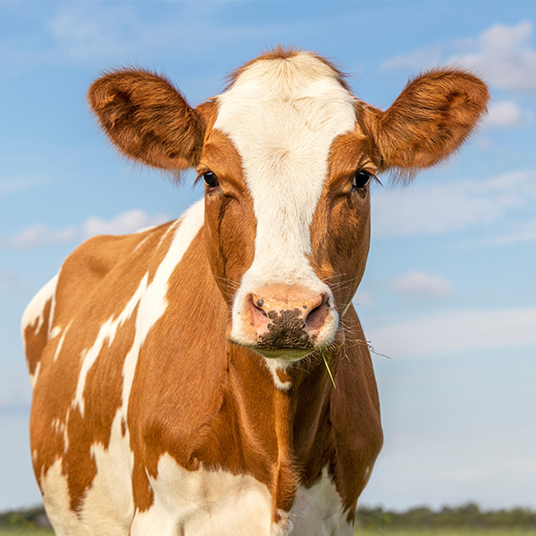 cow