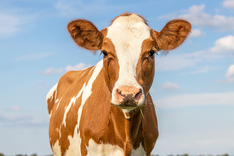 cow