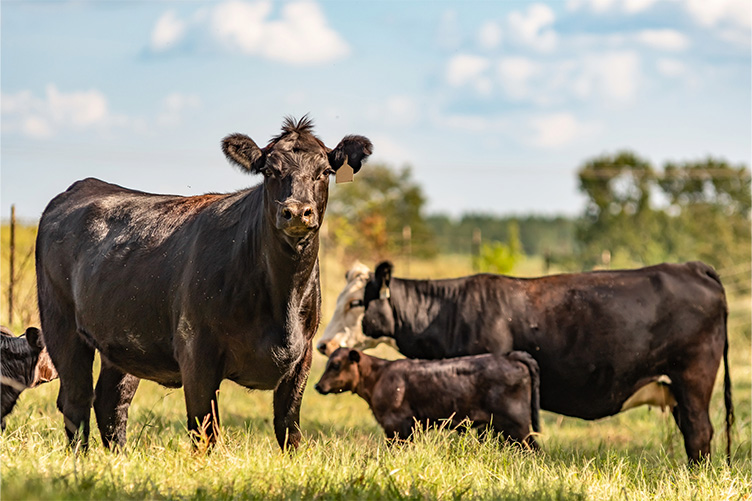 beef cows