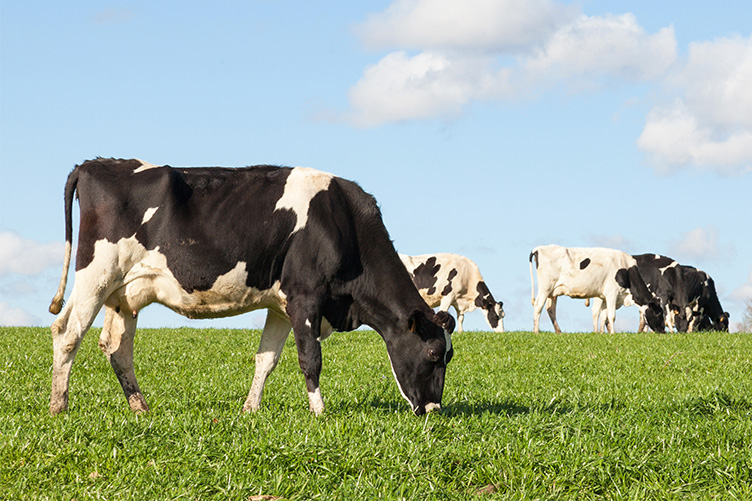 dairy cows