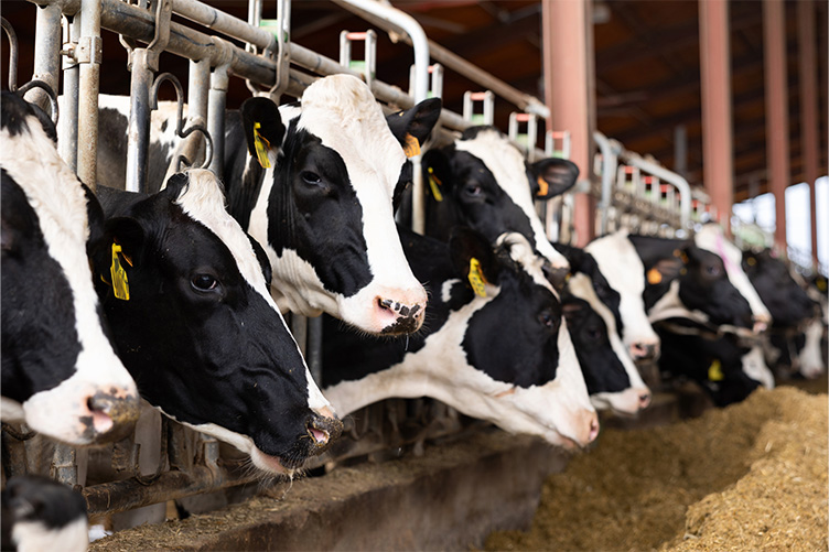 dairy cows