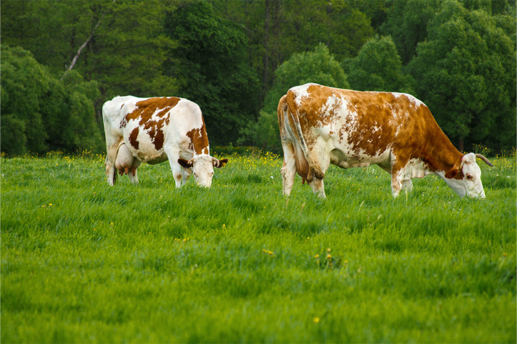 cows
