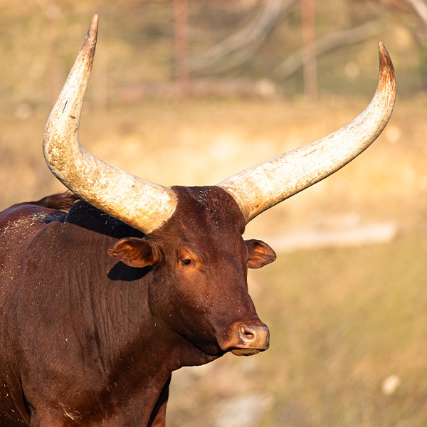 cow with horns