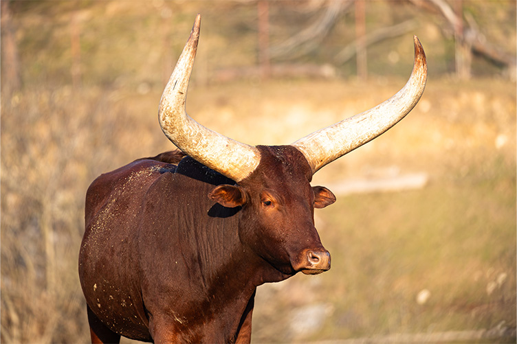 cow with horns