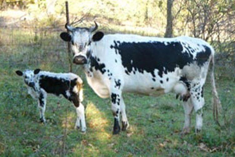 randall lineback cow