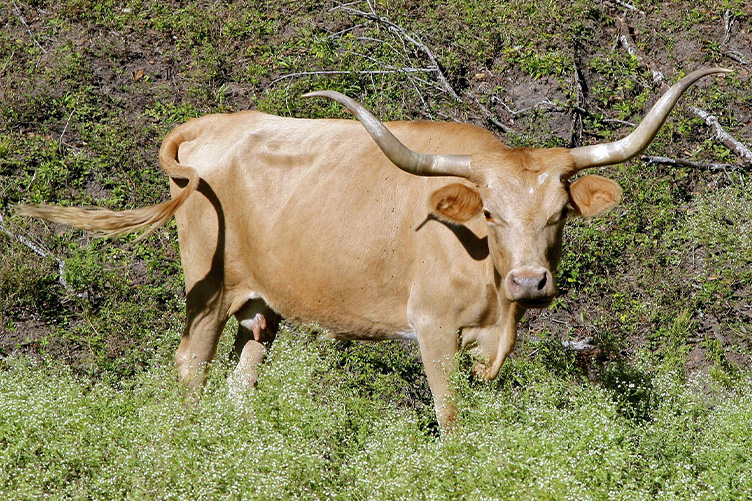 texas longhorn cow
