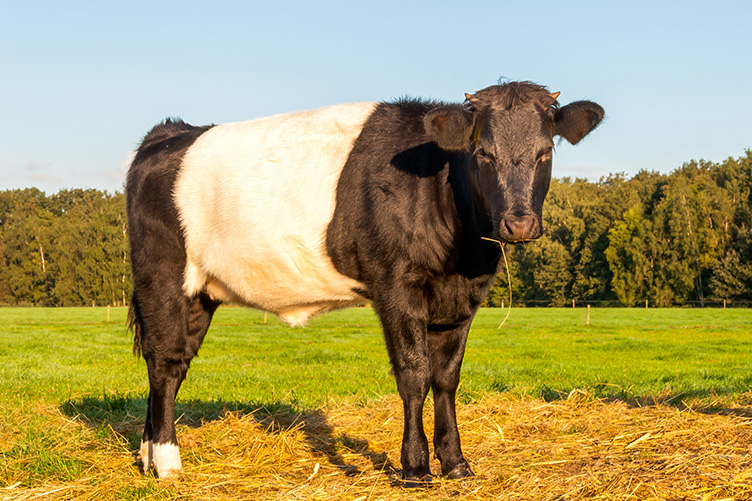 dutch belted cow