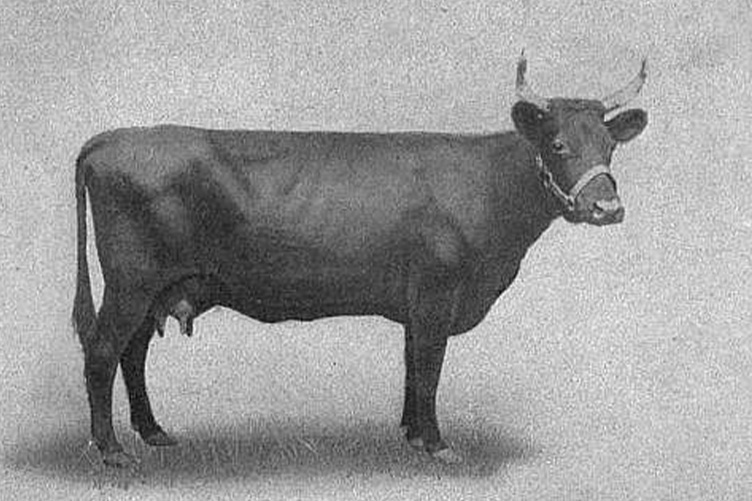 kerry cow