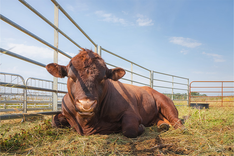lincoln red cow
