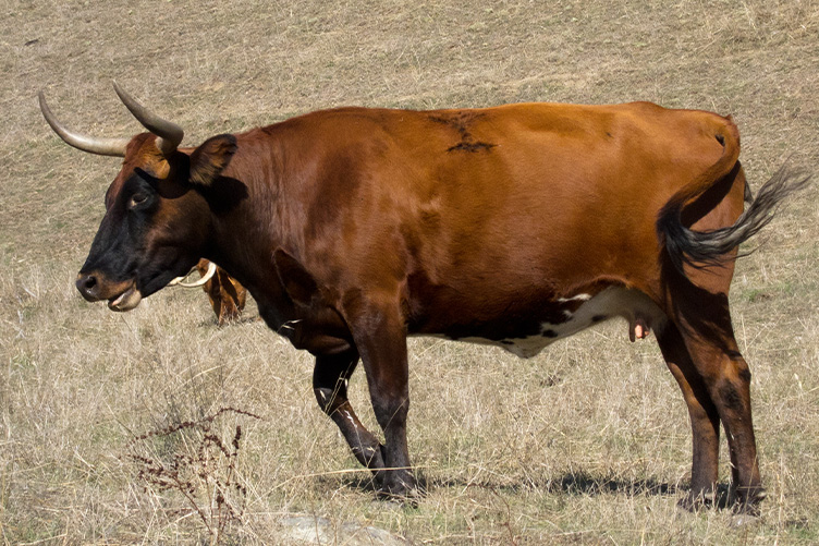 corriente cow