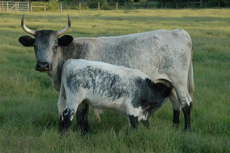 florida cracker cow