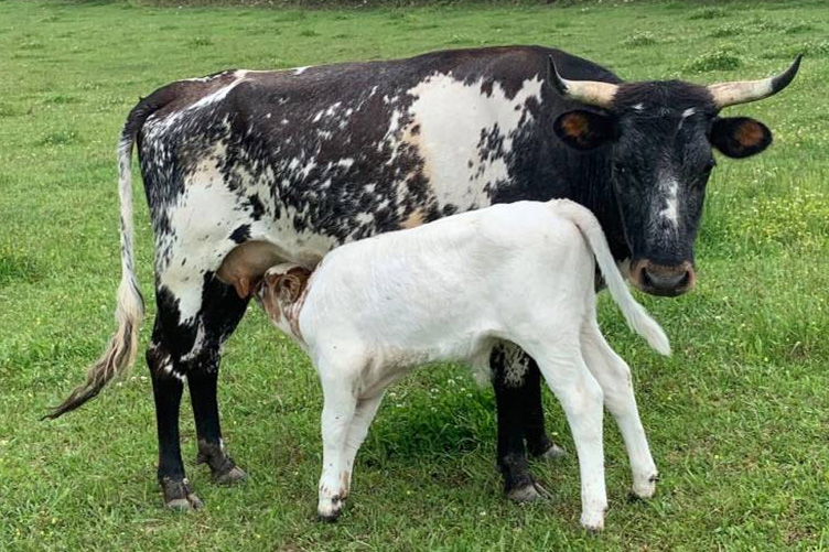 pineywoods cow