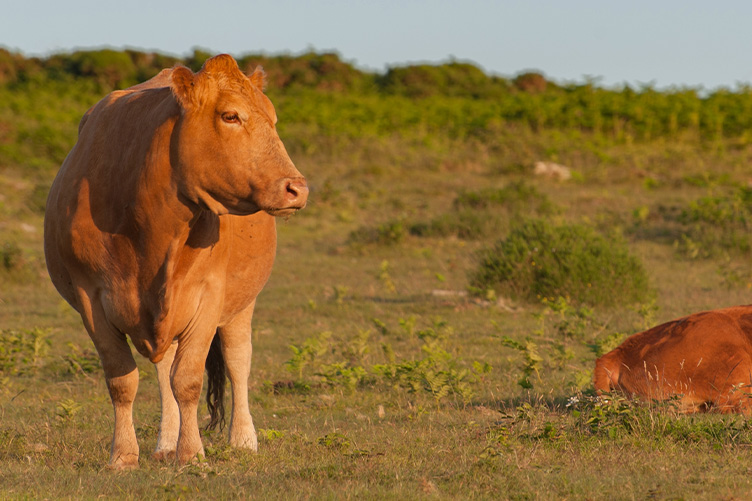 red poll cow
