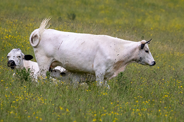 ancient white park cow