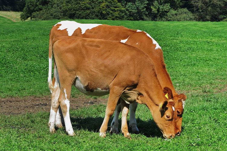 guernsey cow
