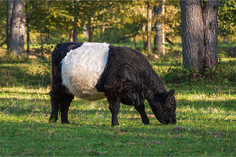 belted galloway cow