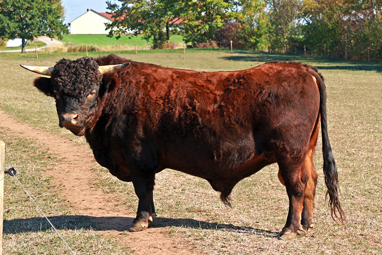 dexter cow