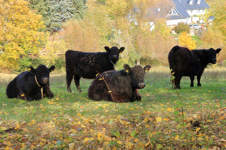 galloway cow