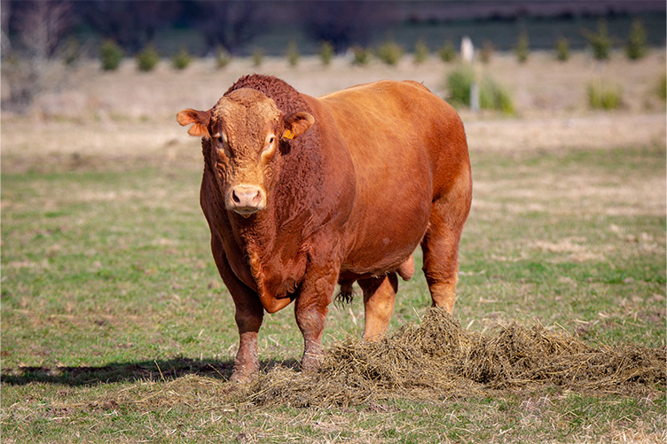 red devon cow