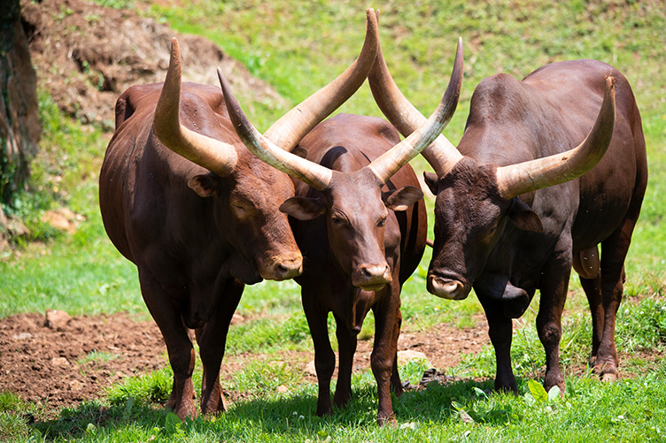 ankole watusi cows