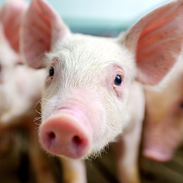piglets