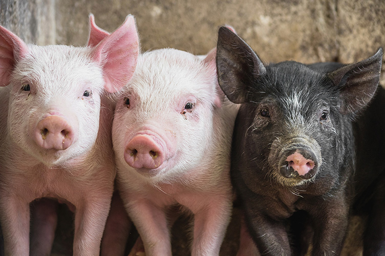 Piglets