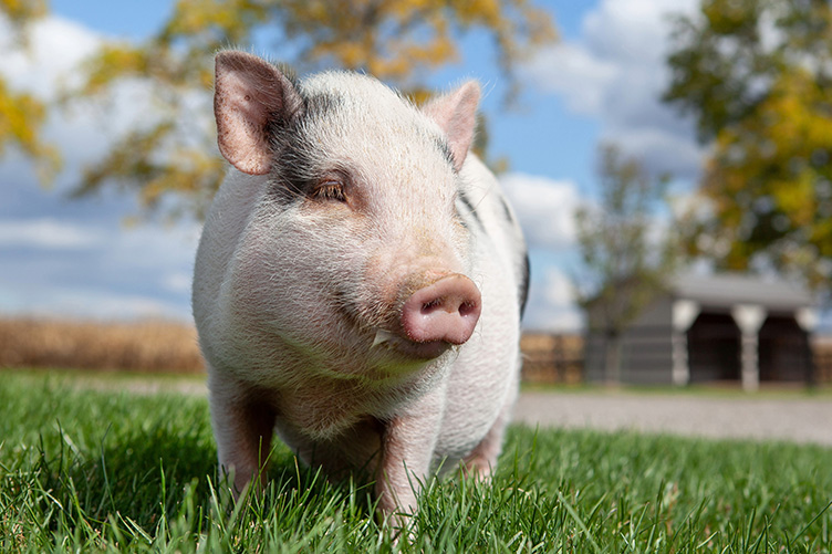 Mini pig