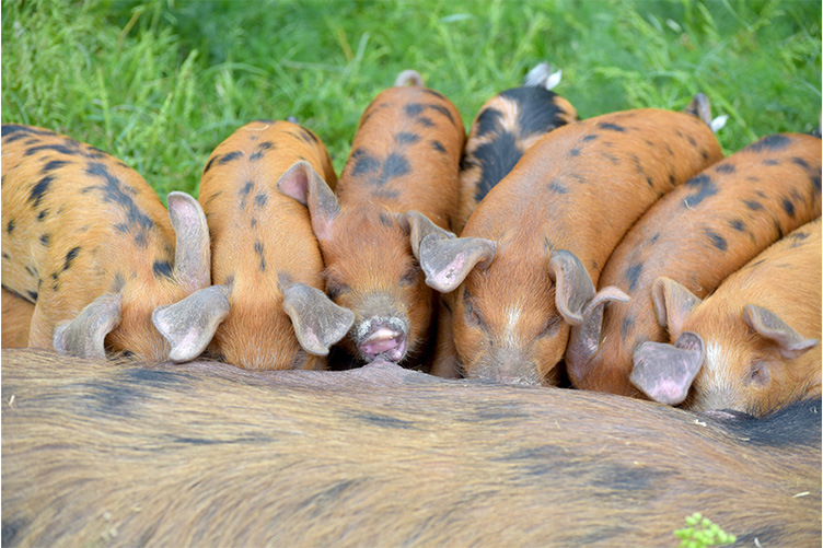 Heritage pigs