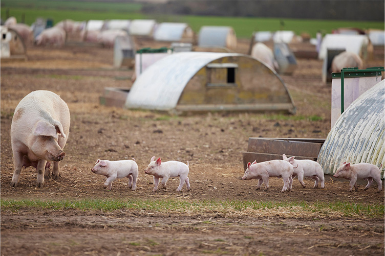 pigs and shelters