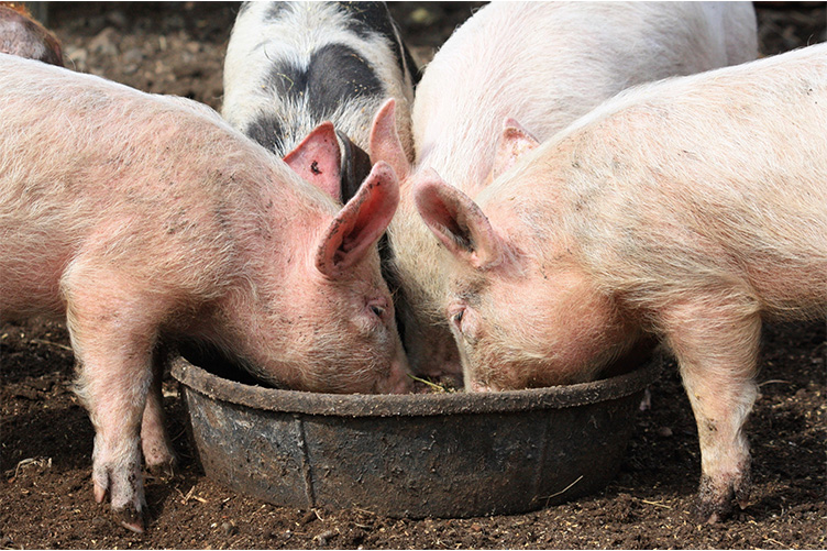 piglets eating