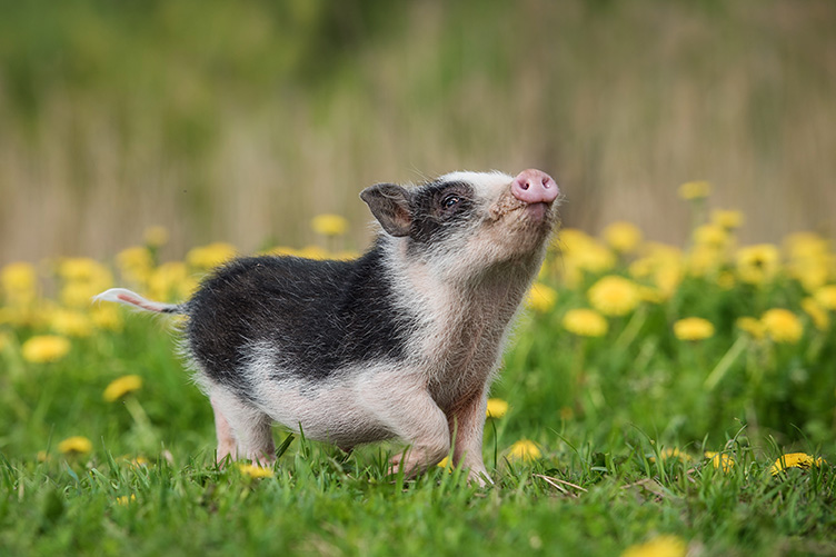 piglet in a field of flowers
