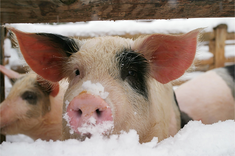 piglets in the snow