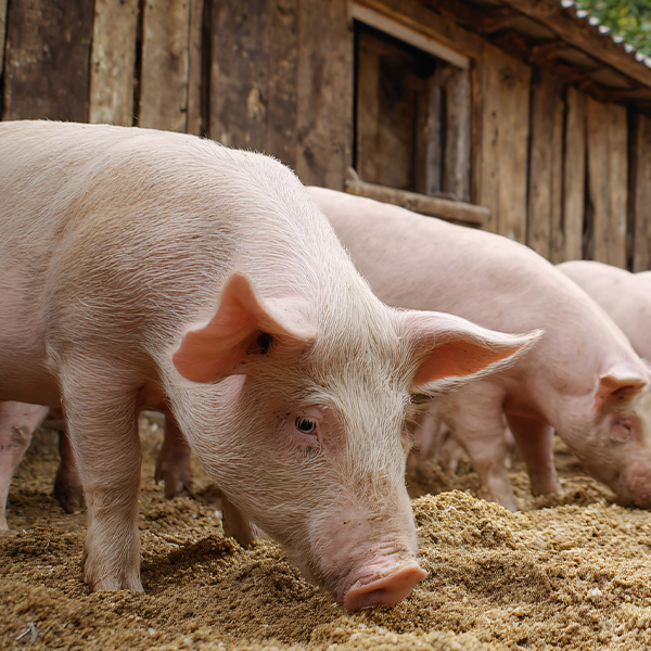 pigs eating
