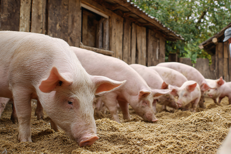 piglets eating