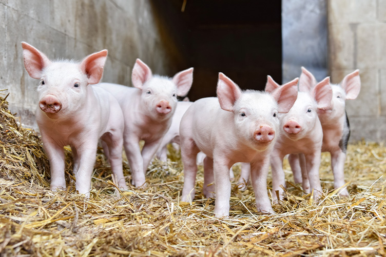 piglets