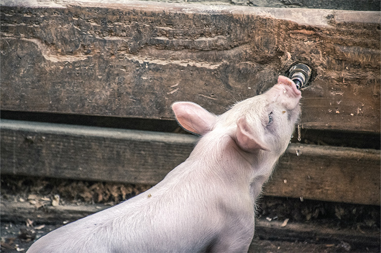 pig drinkling