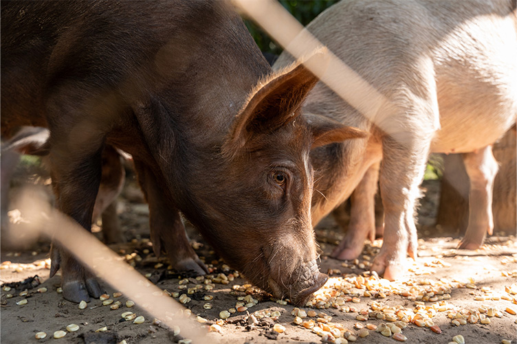 pigs
