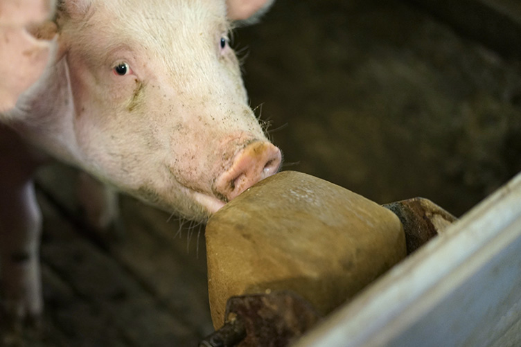 pig licking mineral
