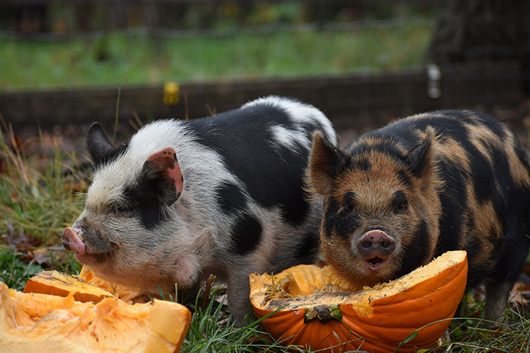 pigs eating pumpkins