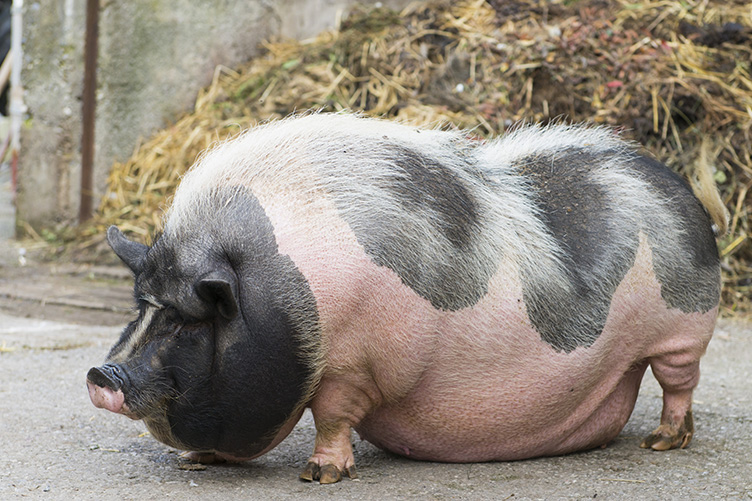 pot bellied pig