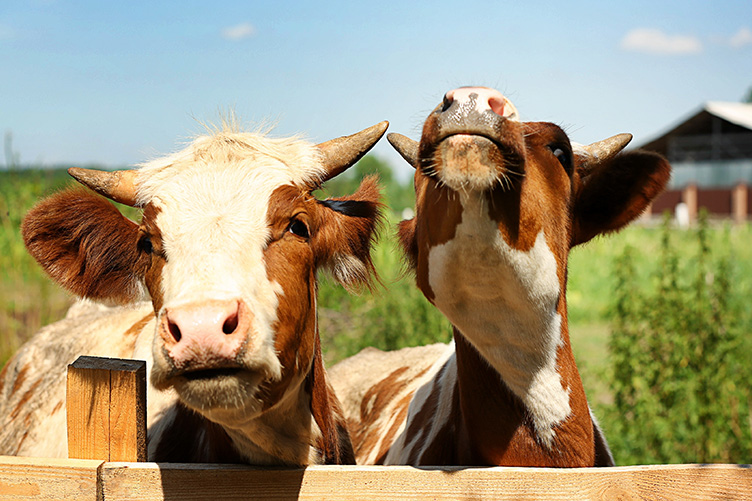 cows