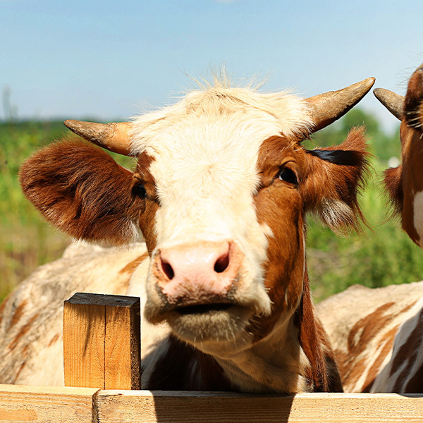 cow