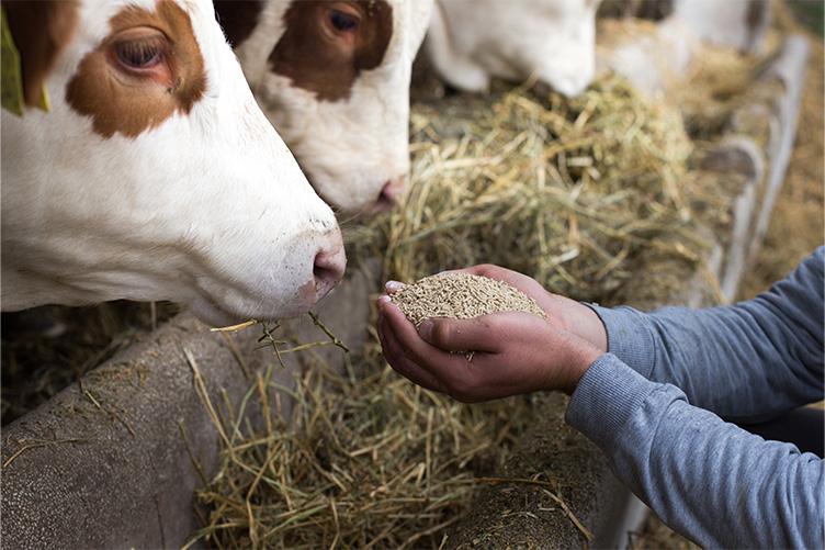 cows sniffing grain