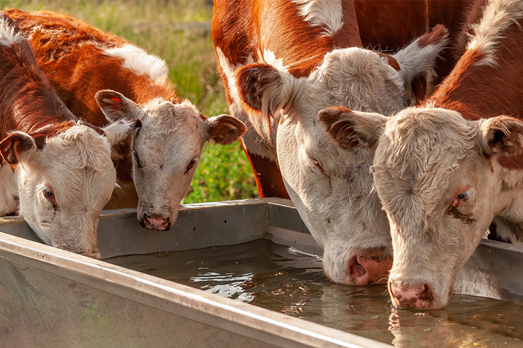 cows drinking water