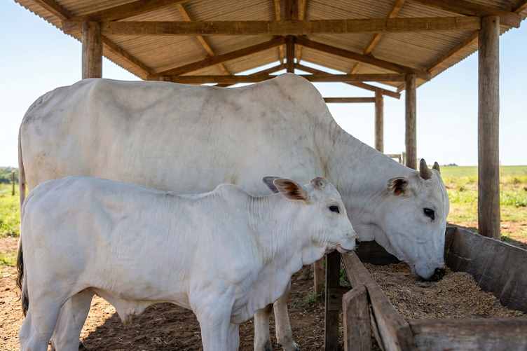 cows under awning