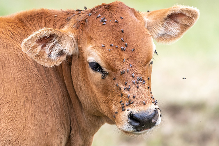 cow with flies
