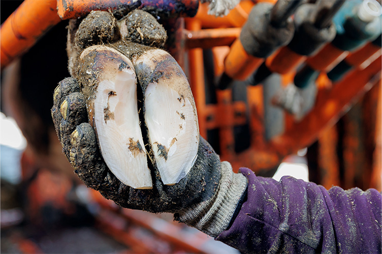 cow hoof