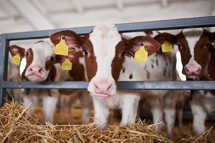 cows in a barn