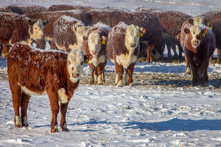 cows in the snow