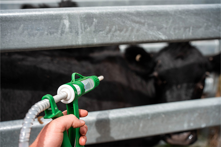 cow getting a vaccination